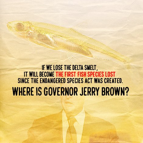 RTD Action Alert: If the Delta Smelt Goes, So Will the SF Bay-Delta Estuary!