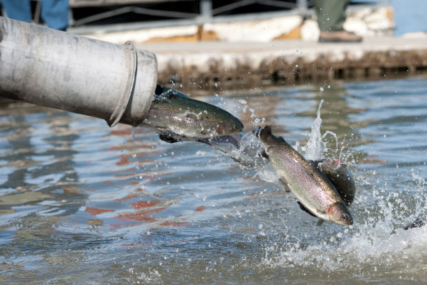 8,000 lbs of Mt. Lassen trout planted just in time for NTAC event!