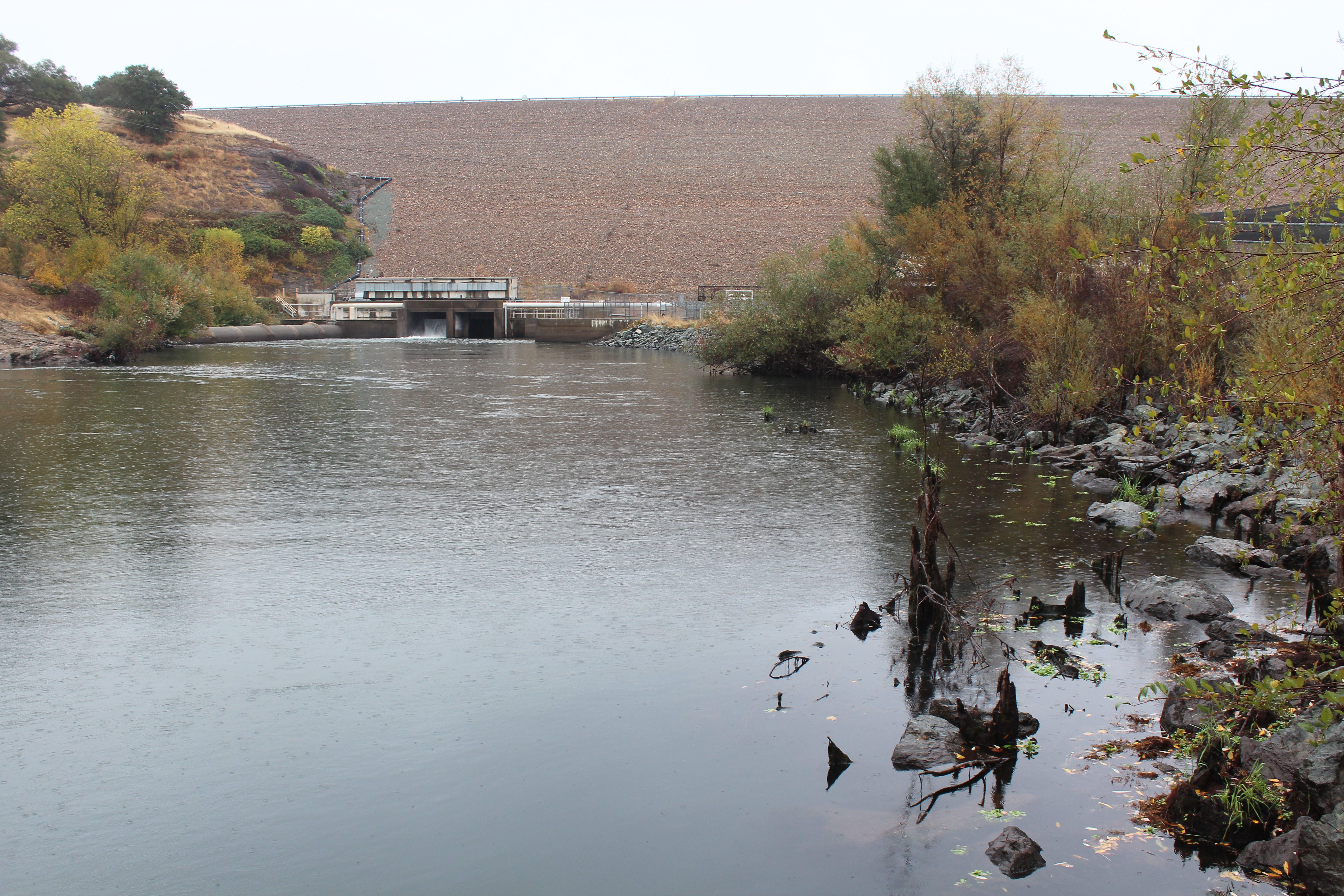 A New Steelhead Run Record Set on Mokelumne River