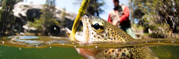 California State Legislator Introduces Controversial Fishing Tackle Ban