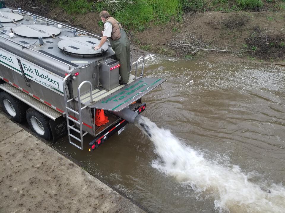 Coleman Fish Hatchery Releases 5,000 Adult Steelhead Back into Sacramento