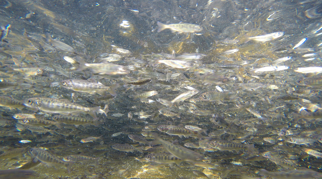 Thousands of Steelhead Planted In Thermalito Afterbay