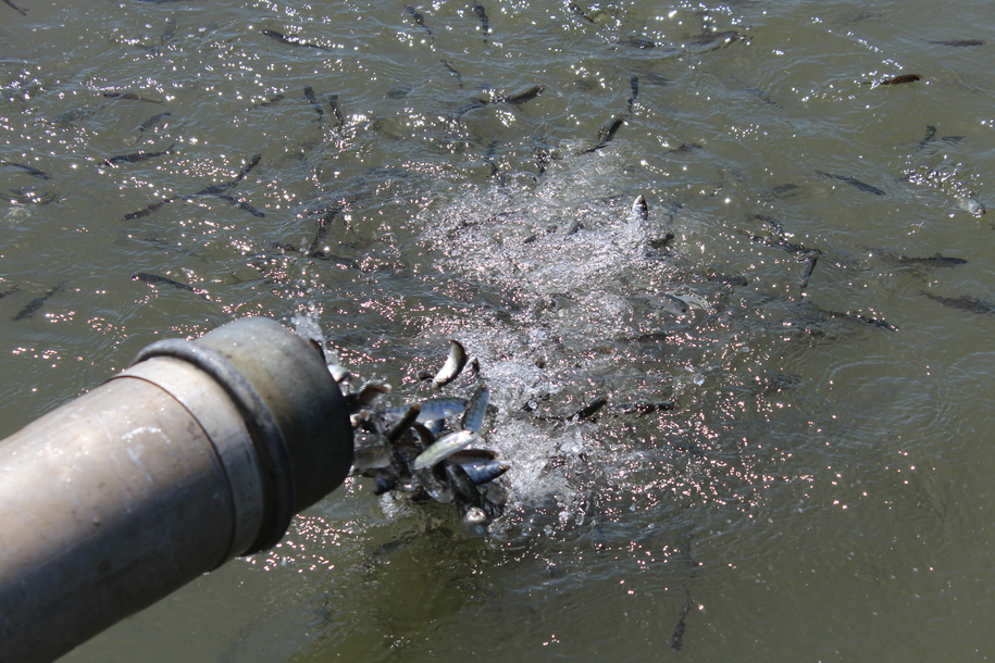 One million salmon released into Sacramento River, but pulse flow request rejected