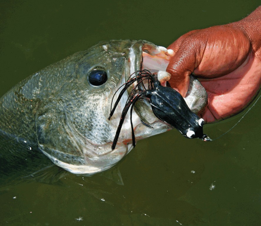 Are You Ready For Frog Fishing?