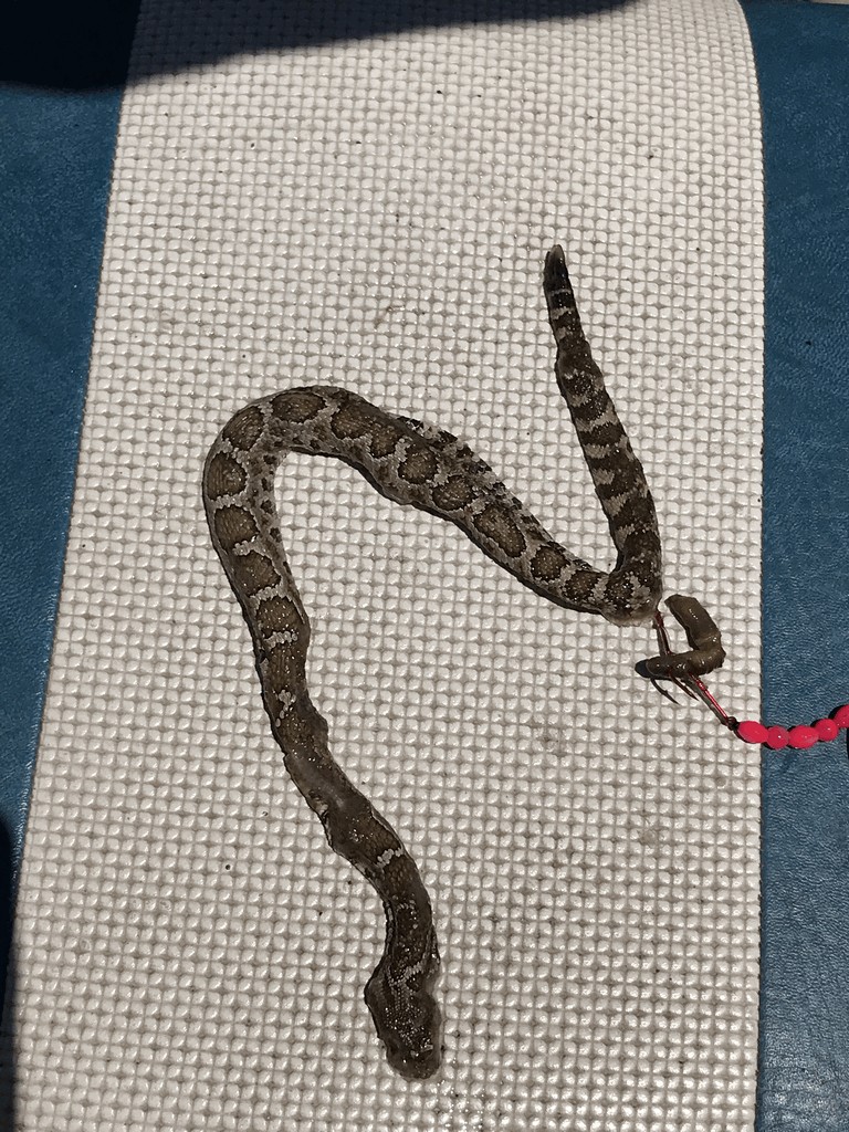 Trout Troller Hooks Rattlesnake-Eating Catfish