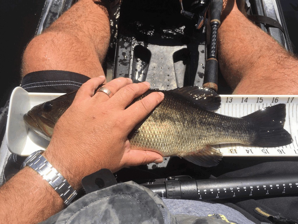 Santa Rosa Urban Bass Mission!