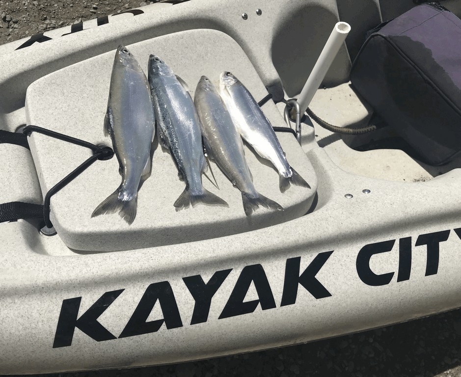 Kayaking for 'Kokes at Bullards