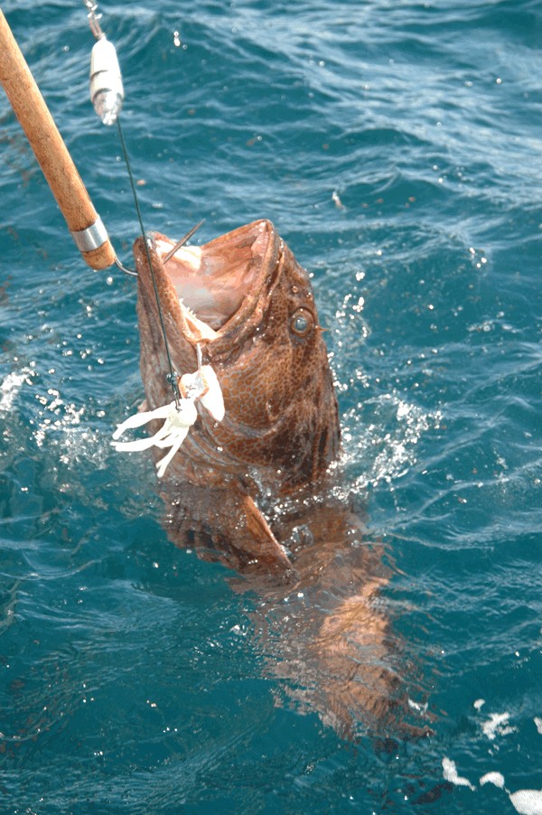 Lings On Jigs!