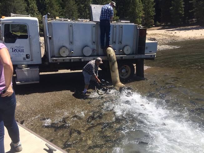 Loon Lake Offers Superb Rainbow Fishing In Fourth Year Of Plant Program