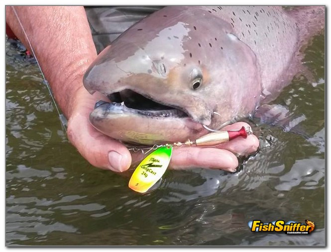 Spinners And Spoons For River Kings