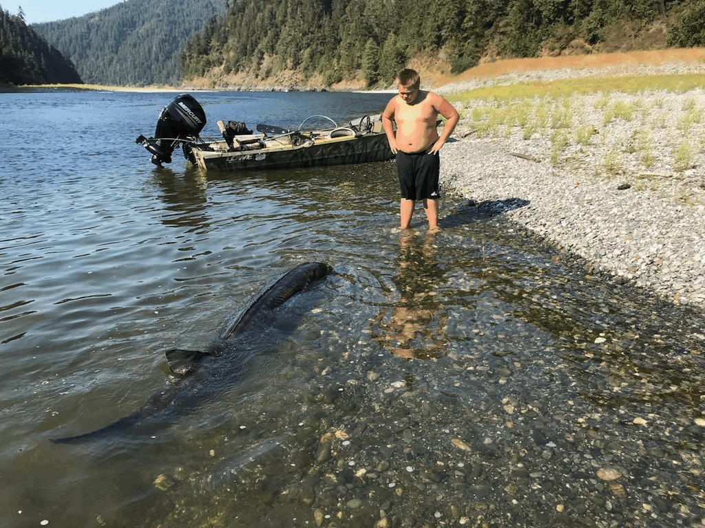 12 Year Old Catches Giant Sturgeon!
