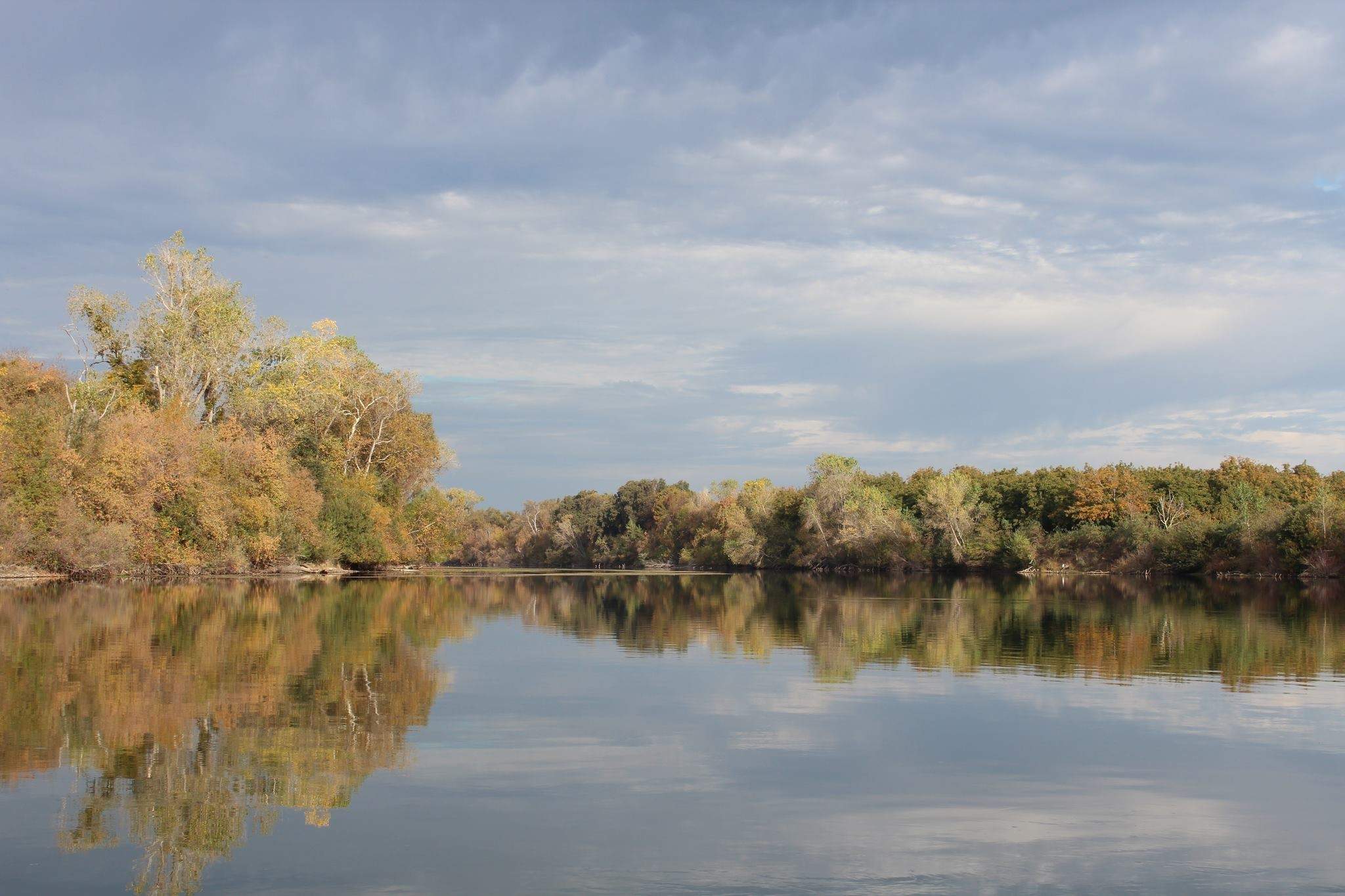 Nearly 2000 Steelhead Counted at Feather River Hatchery This Year