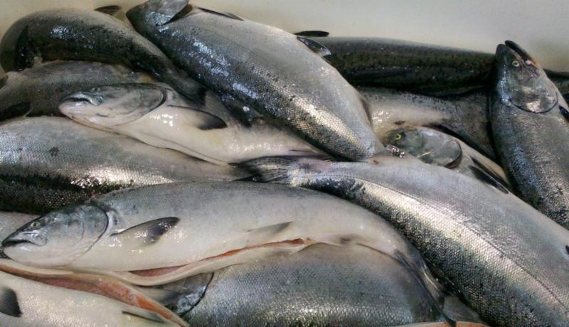 2019 Salmon Season Update from GGSA