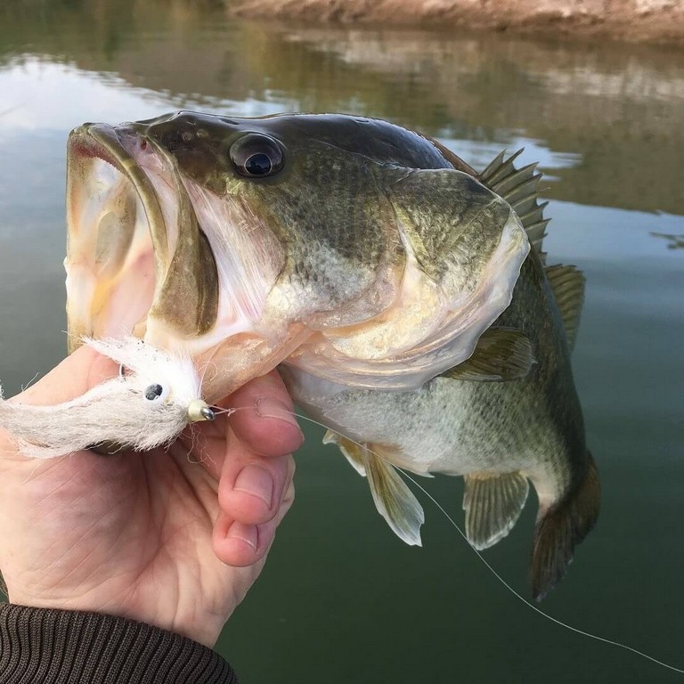 Fur And Feathers: Your Guide To Fly Rodding For Bass