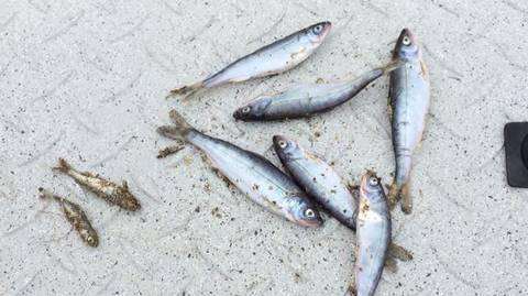 FERC Launches Inquiry Into Salmon Stranding on Feather River