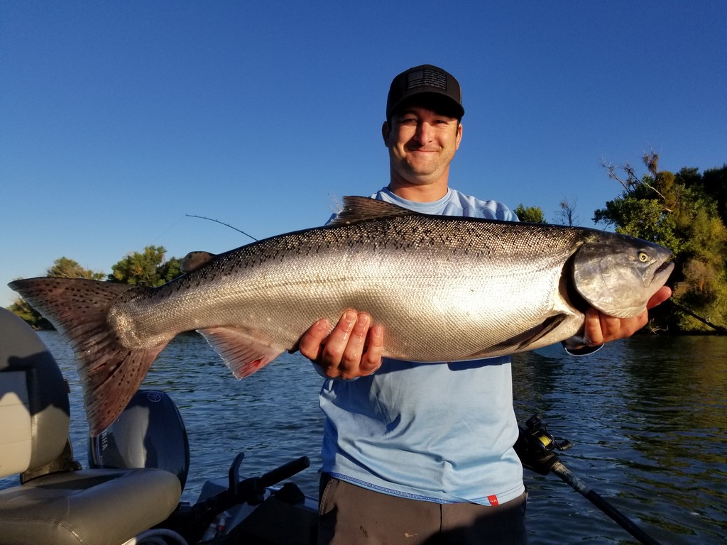 Chinook Action Improves After Run4Salmon Tour of Sacramento River