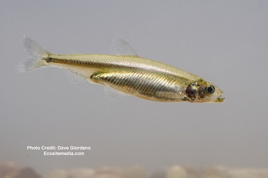 September CDFW trawl survey finds zero Delta smelt