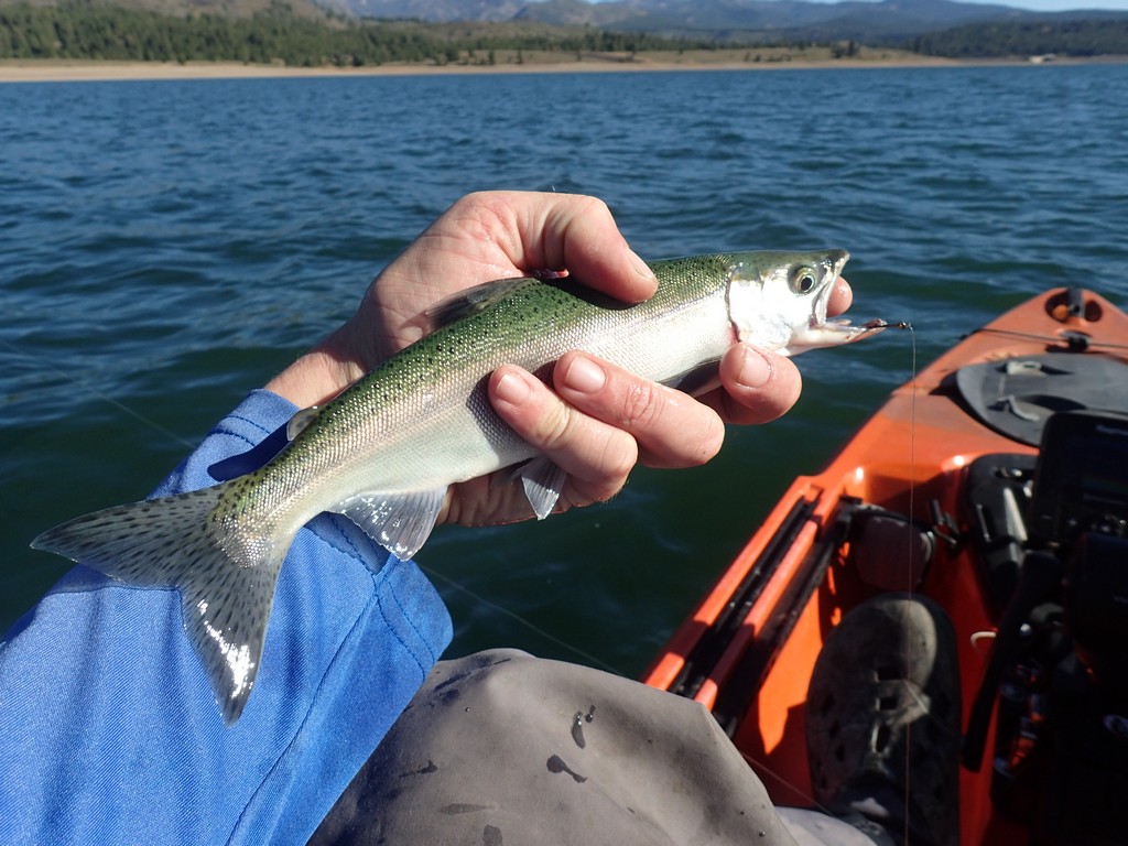 Exploring For Sierra Trout!