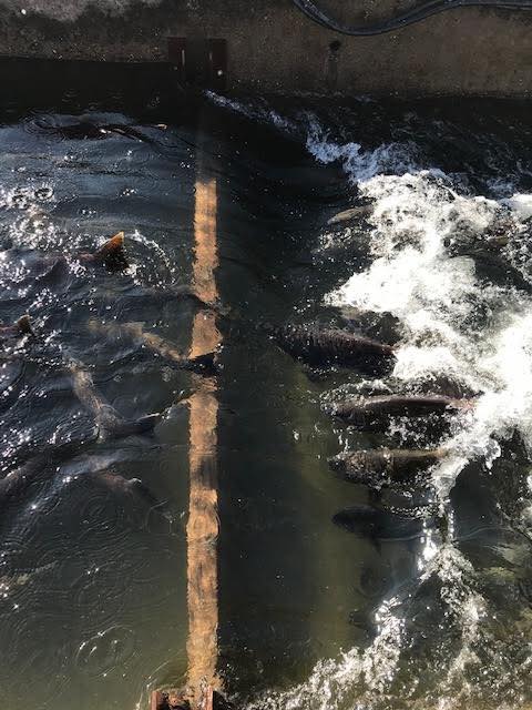 King Salmon Surge Into Nimbus Fish Hatchery on American River