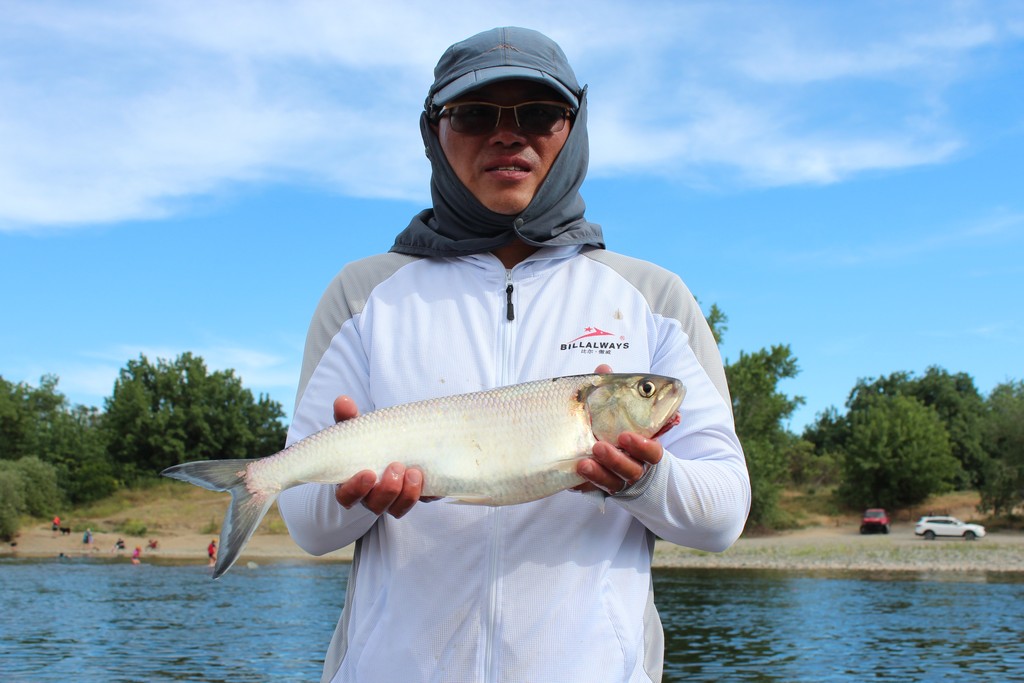 Exploring the Mysteries of American River Shad During the Time of Coronavirus