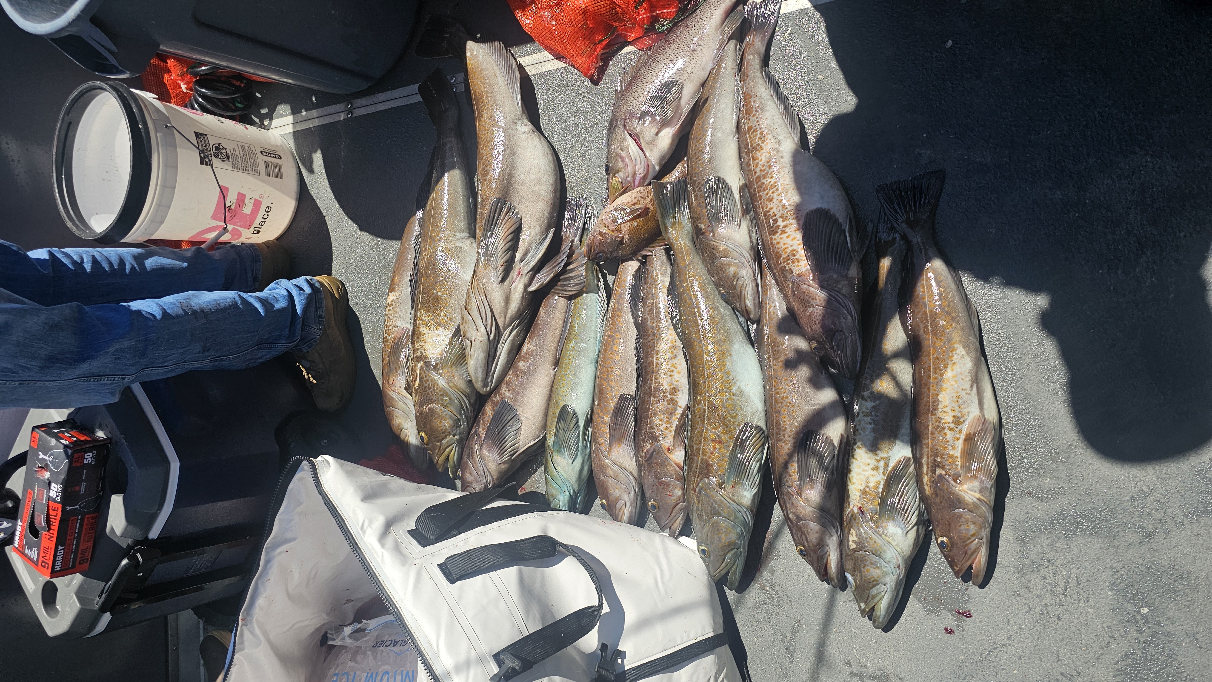 SAN FRANCISCO BAY – Hot Rockfish and Lingcod Action; Halibut Mixed; Stripers Wide Open