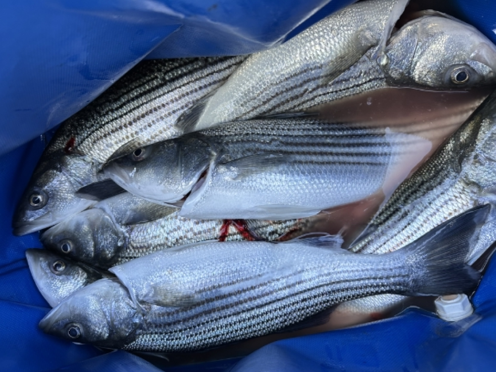 Early November Delta Stripers are biting