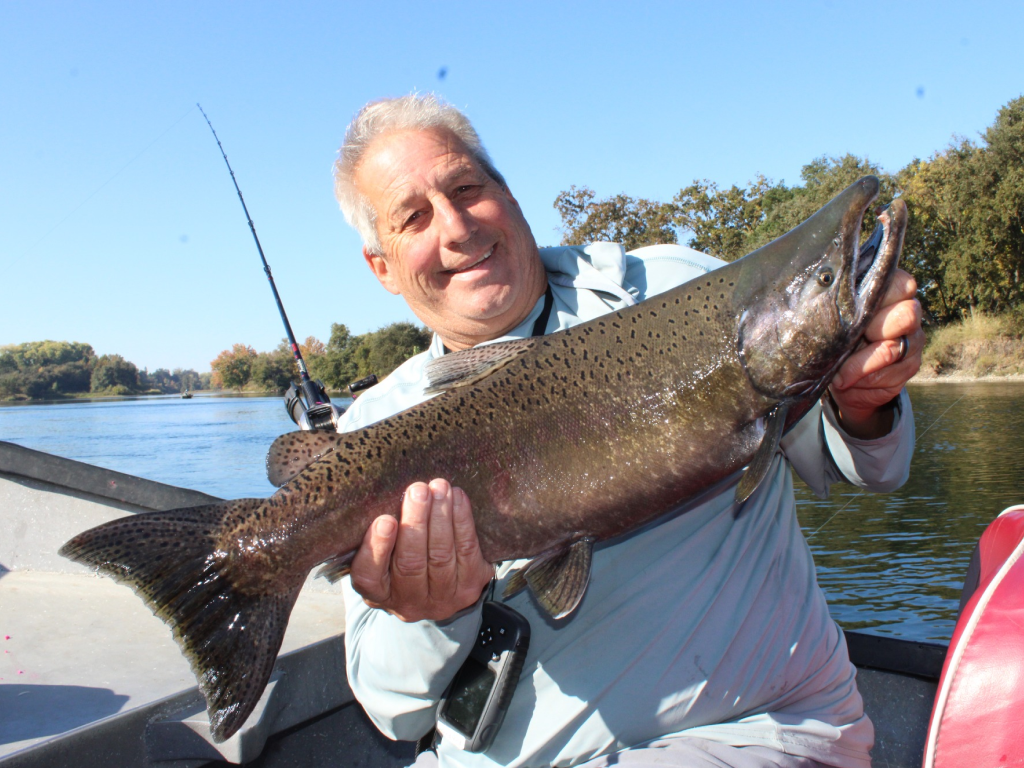 Salmon on the American