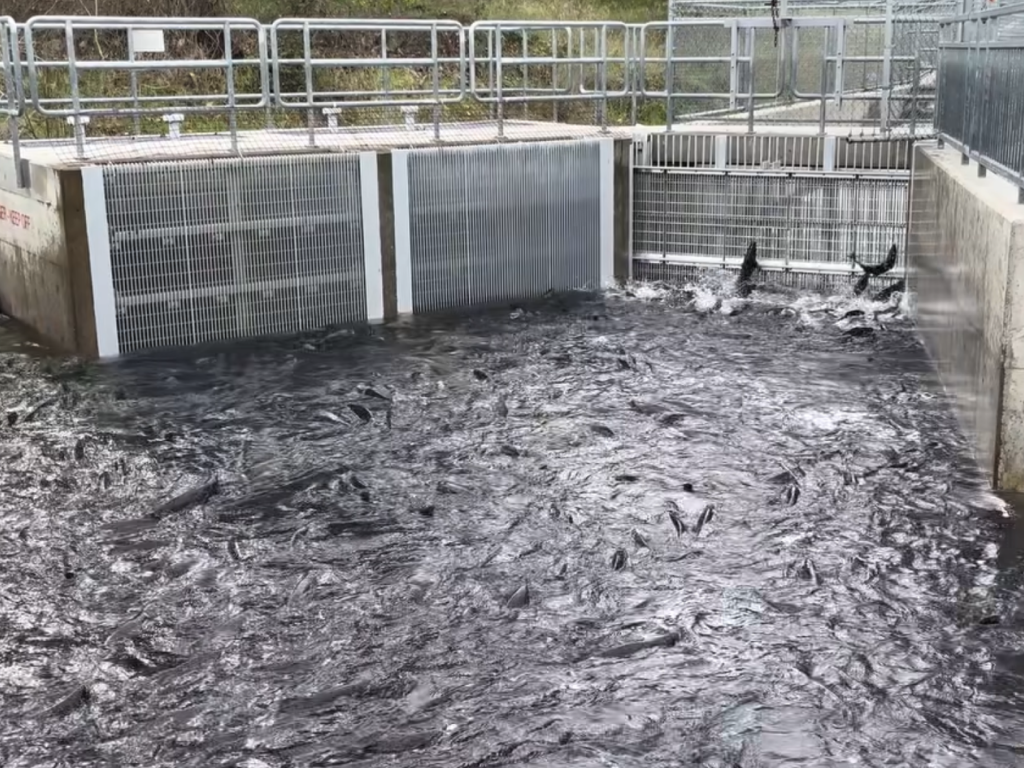 Nimbus Hatchery Begins Fall-Run Chinook Spawning