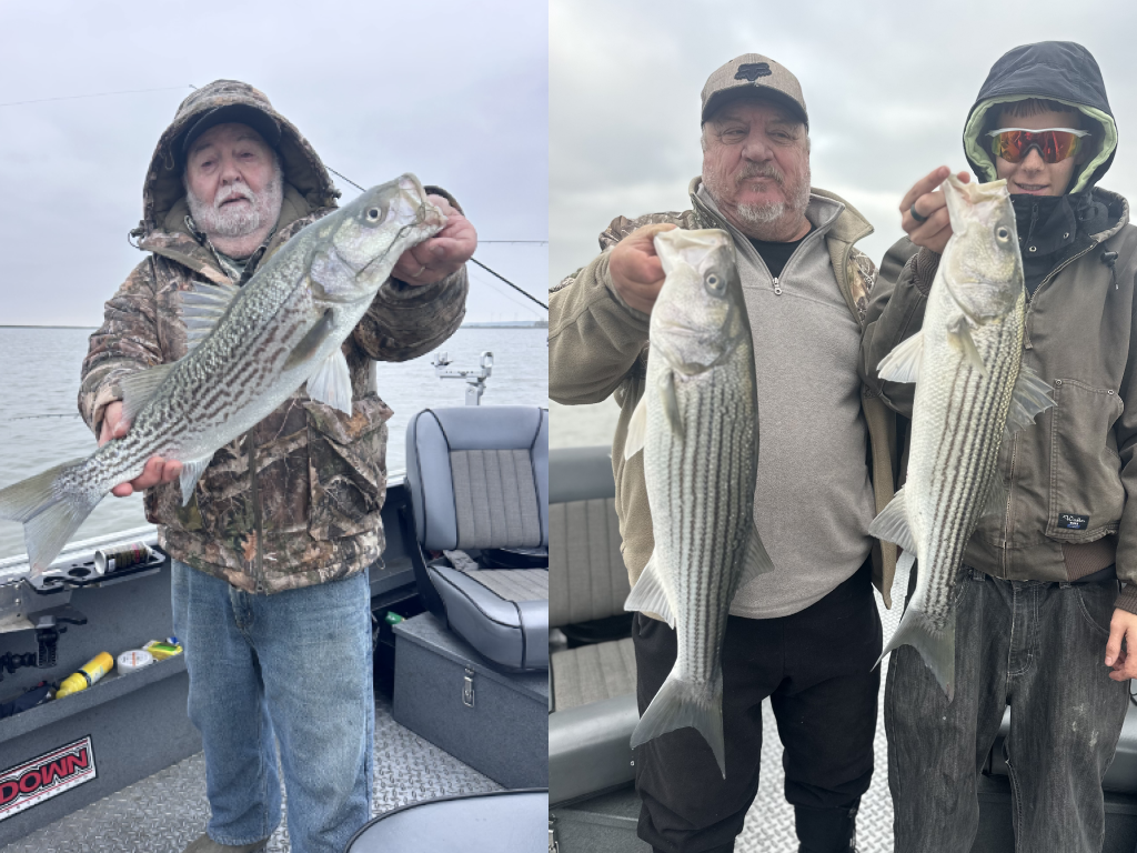 Delta Striper Bite Turns Wide Open