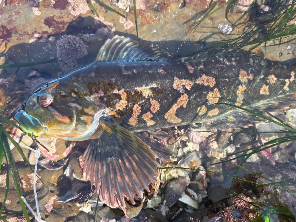 Mixed Bag Poke-Poling at Low Tide
