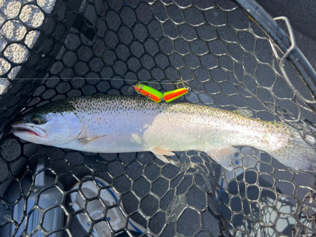 Fire Tiger Rapala Delivers Trout at Folsom Lake