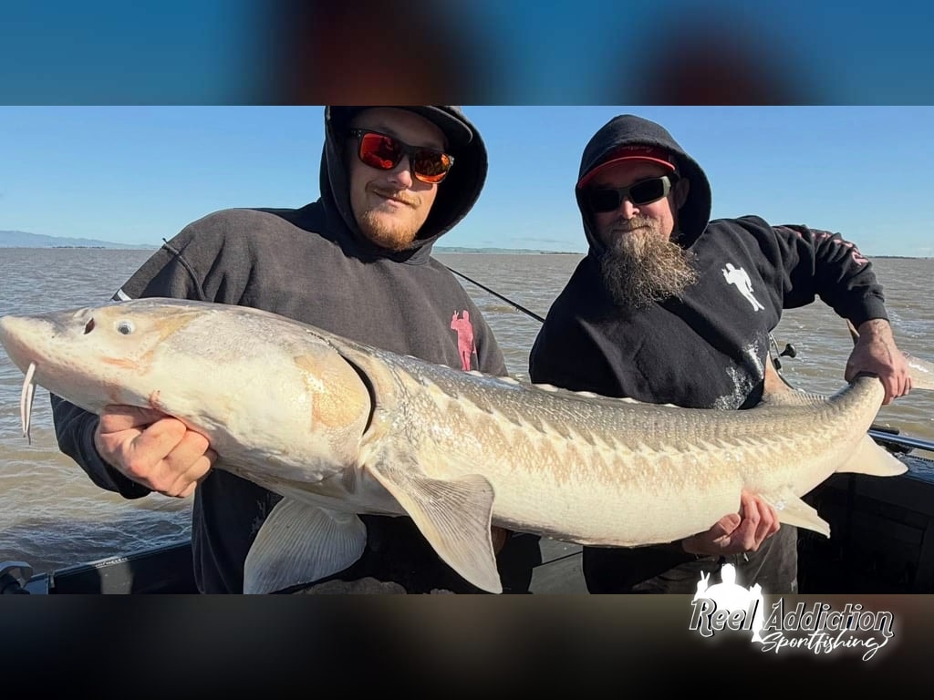 Seventeen Sturgeon: The Delta is Exploding