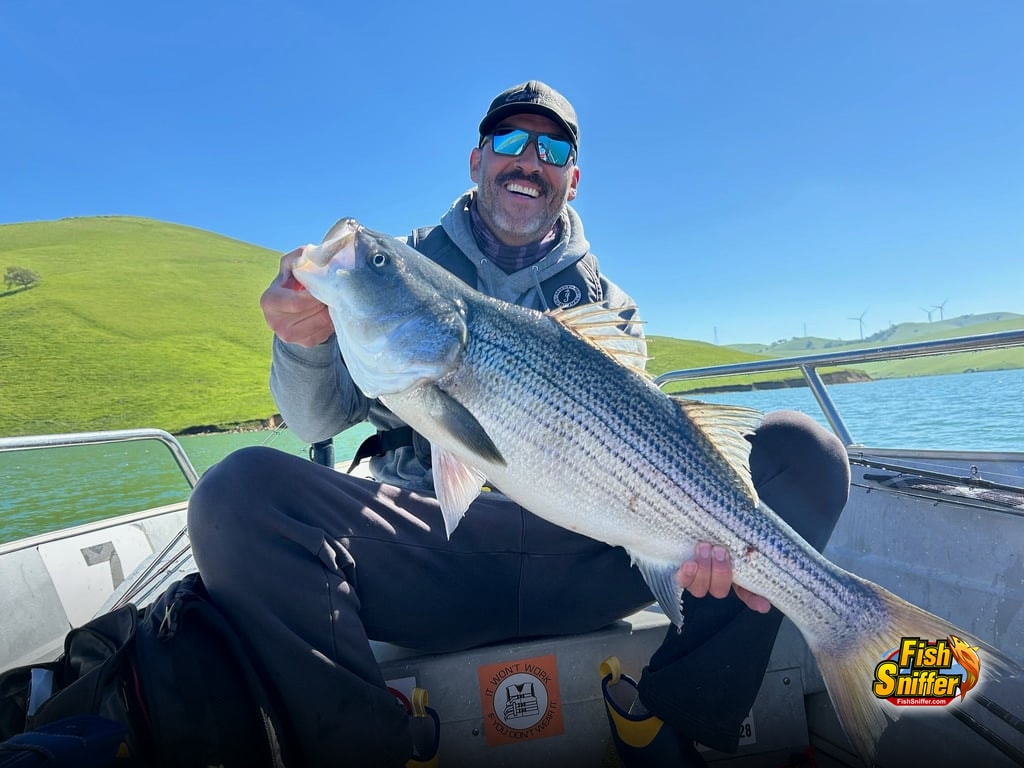 Striper Over 20 Pounds and Trout Limits at Los Vaqueros Reservoir