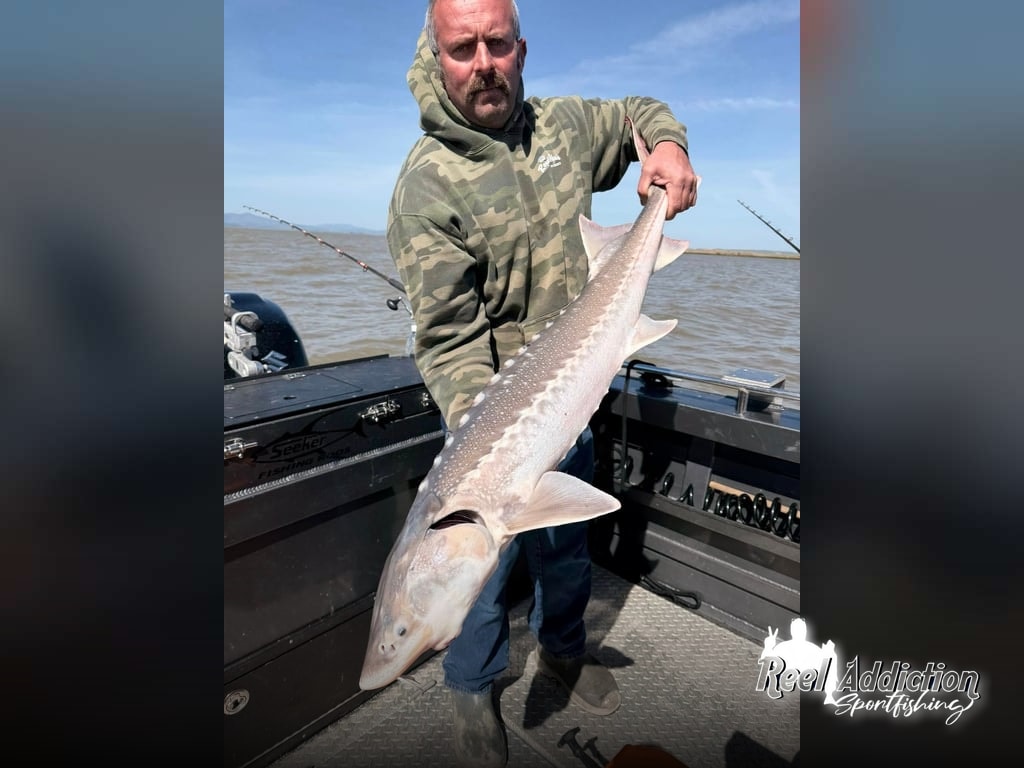 Delta Sturgeon Action Picking Up Out of Pittsburg