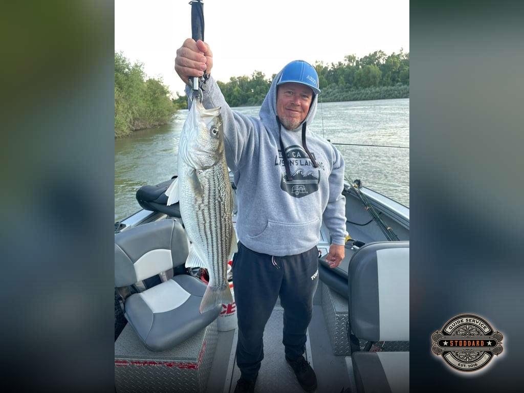 April Striper Runs on Northern California Rivers