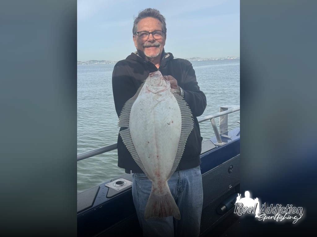 Halibut Action Starting Strong in San Francisco Bay