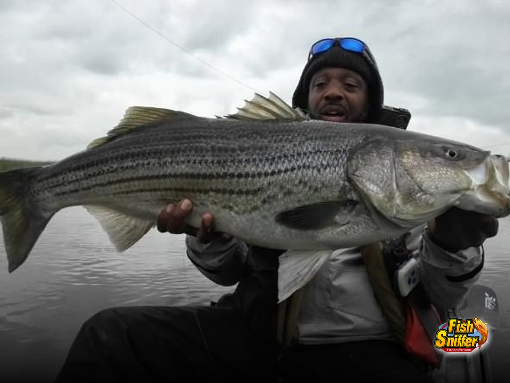40.5" 30 pound Striper out of the Delta