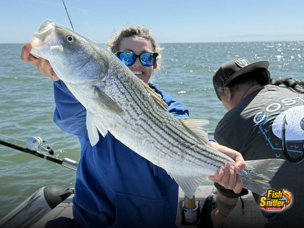 Striper Season Continues To Deliver in California