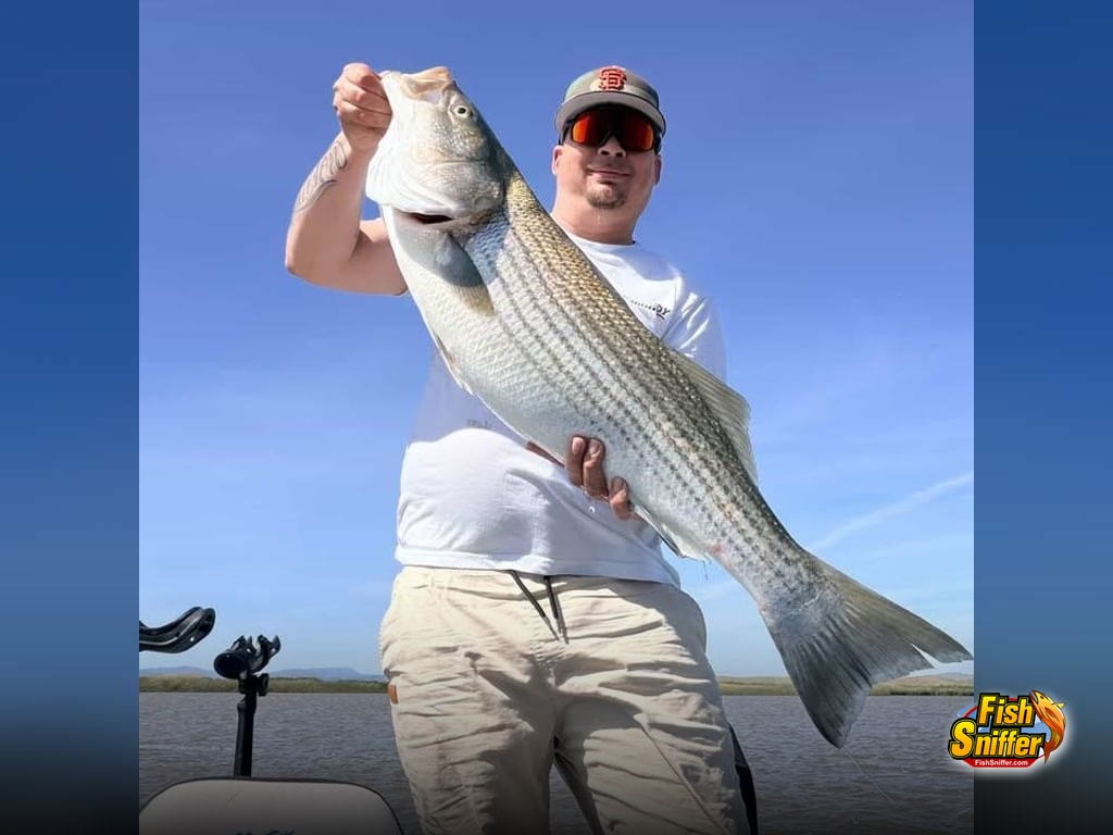 Striper Action in Montezuma Slough
