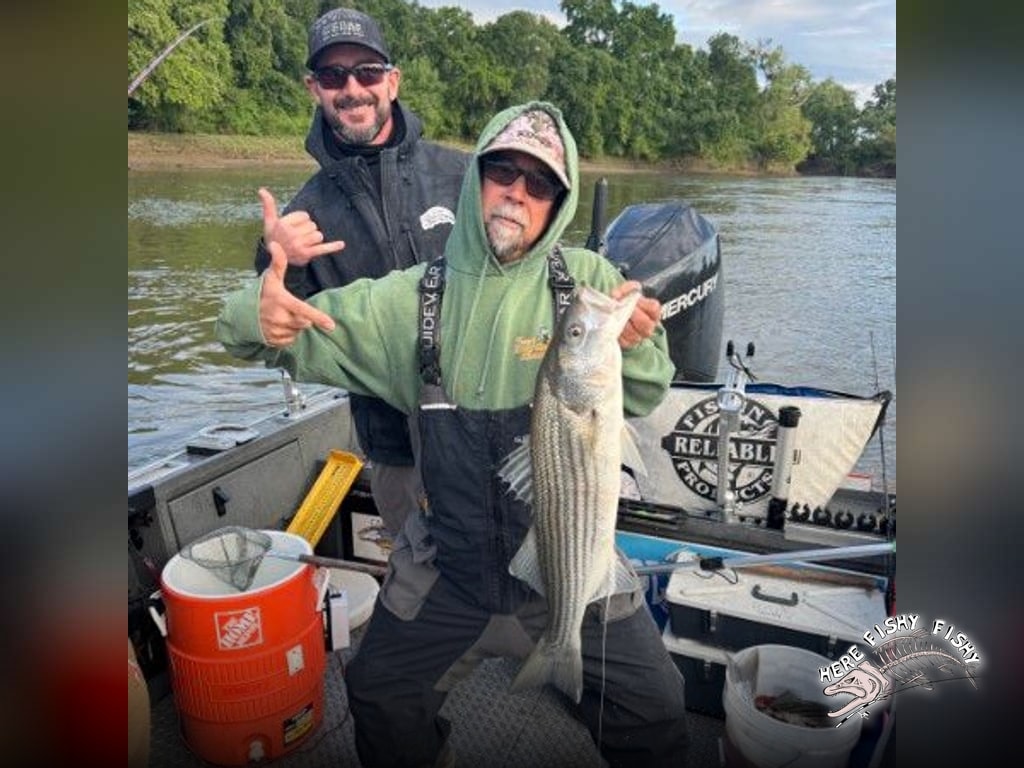 Stripers with Here Fishy Fishy