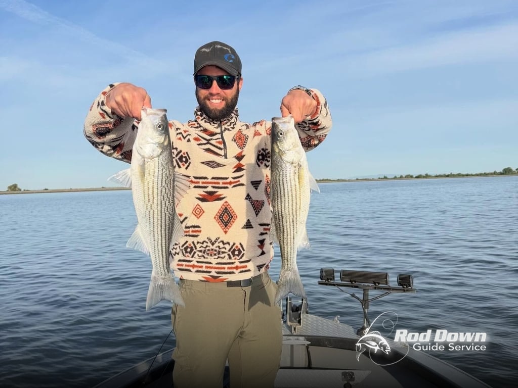 Delta Mornings with Hungry Stripers