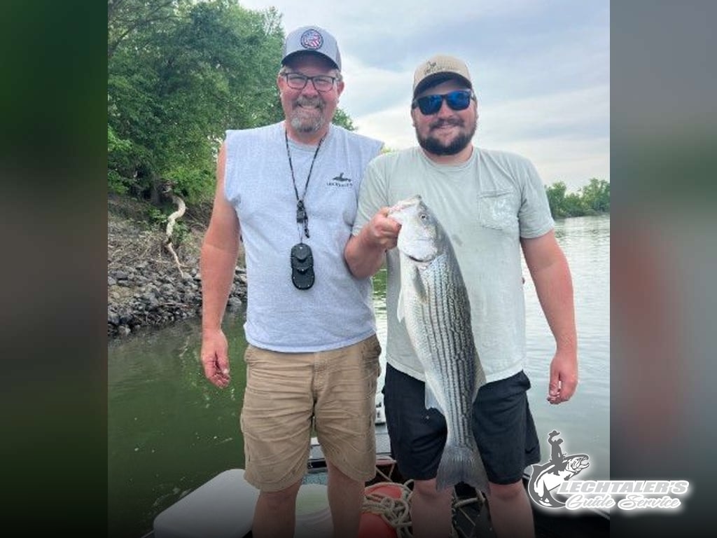 Sacramento River Evening Stripers