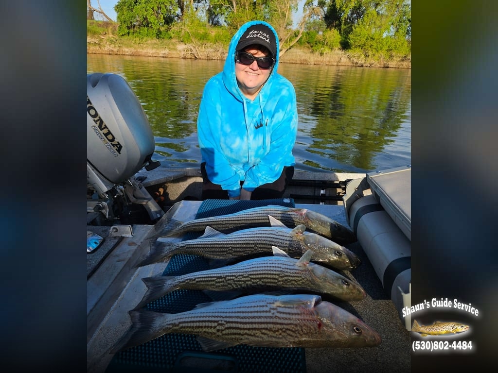 NorCal's Rivers and Lakes Delivering Solid Bites