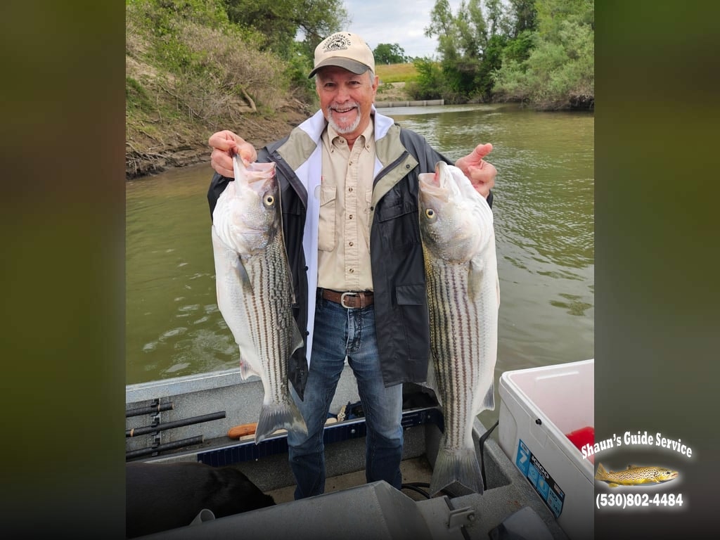 31 and 29 inch Stripers out of Sac River