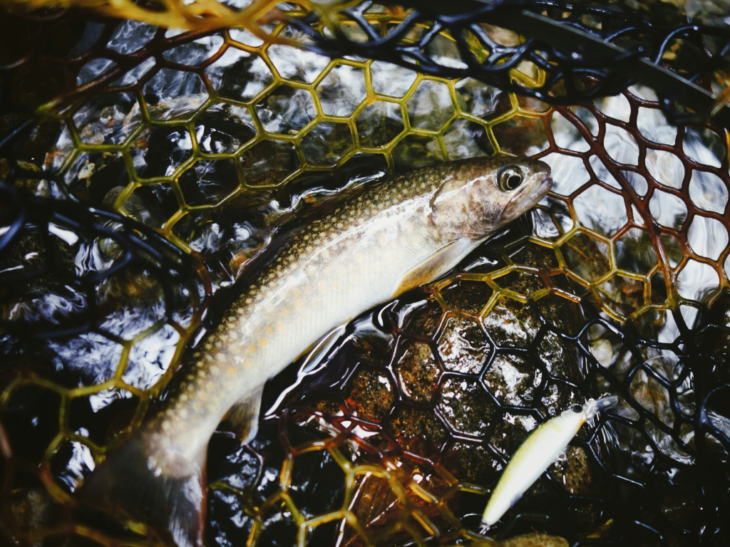 Truckee Area Lakes: Donner Mackinaw, Prosser Rainbows and Cutthroats Highlight Fall Angling Parade