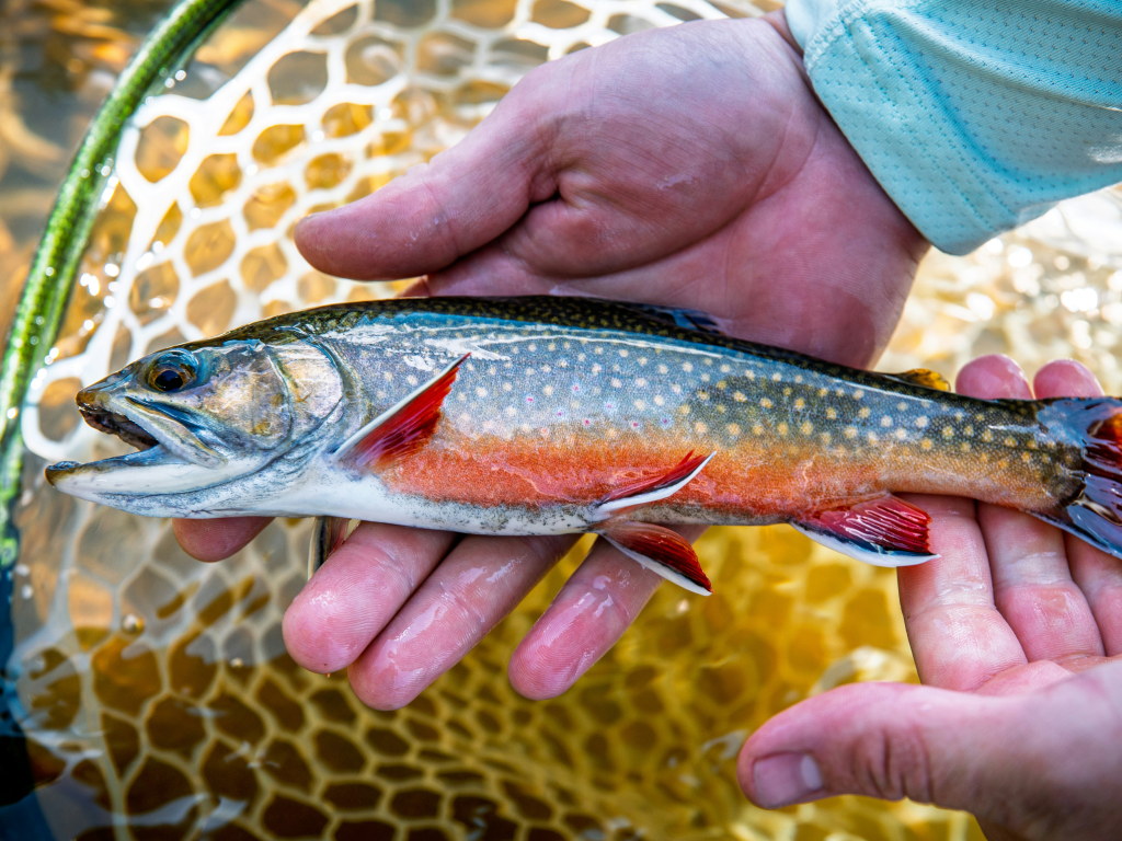 Rio Vista/Delta: Trollers Hit West Bank of Sacramento for Stripers