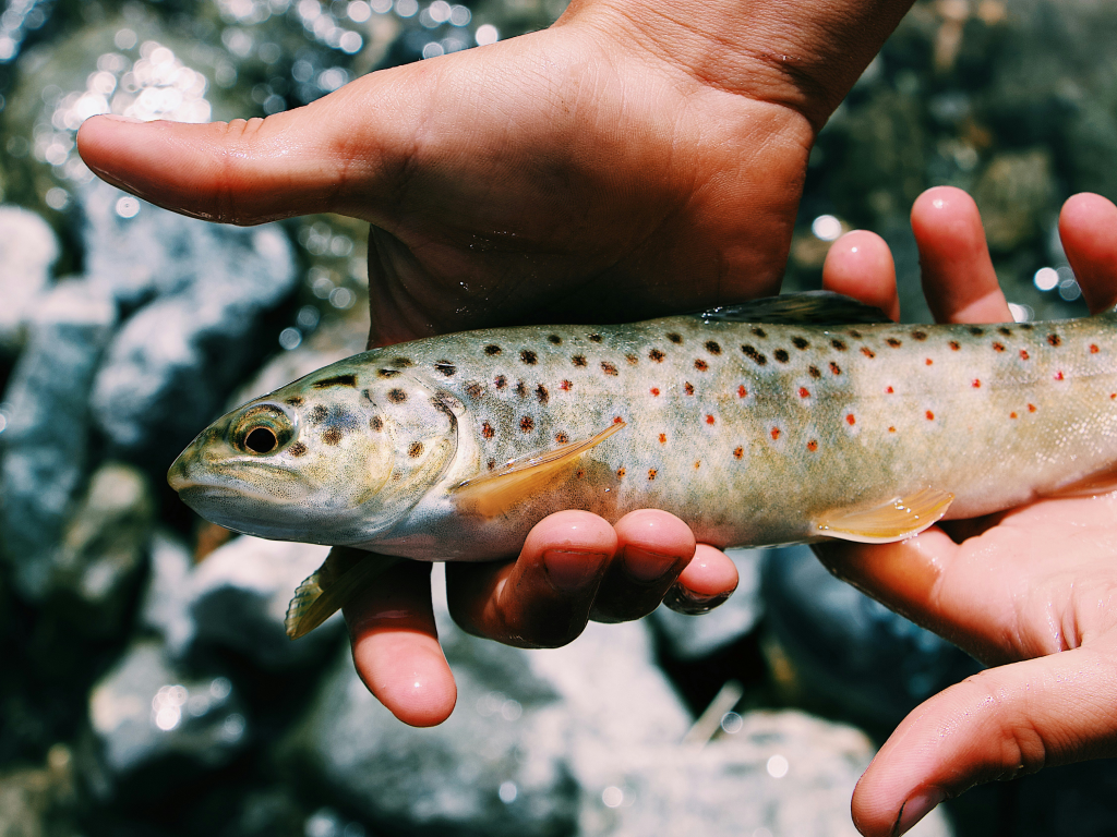 New Melones Lake: Trout Limits Are The Rule