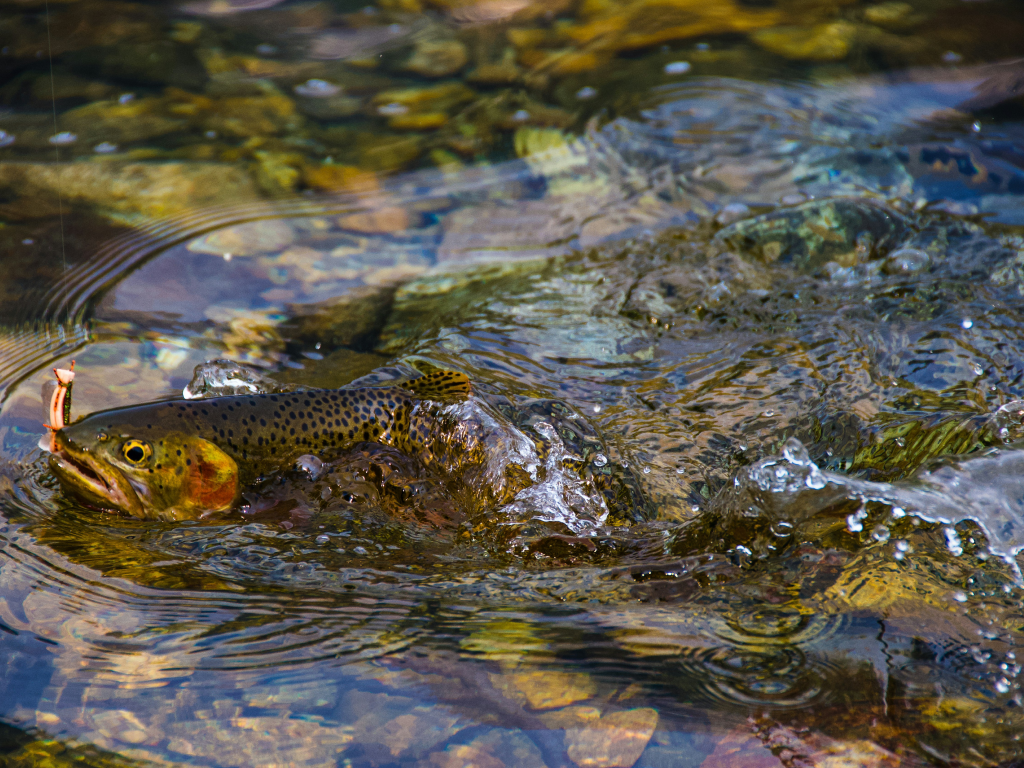Feather River: Salmon Limits Boated on Open River Section