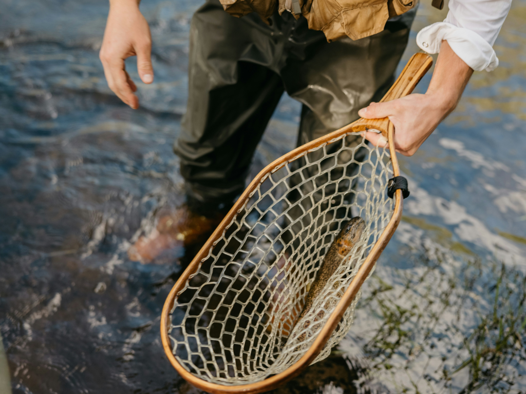 Lake Berryessa: Trollers Lay Into Kokanee and Kings