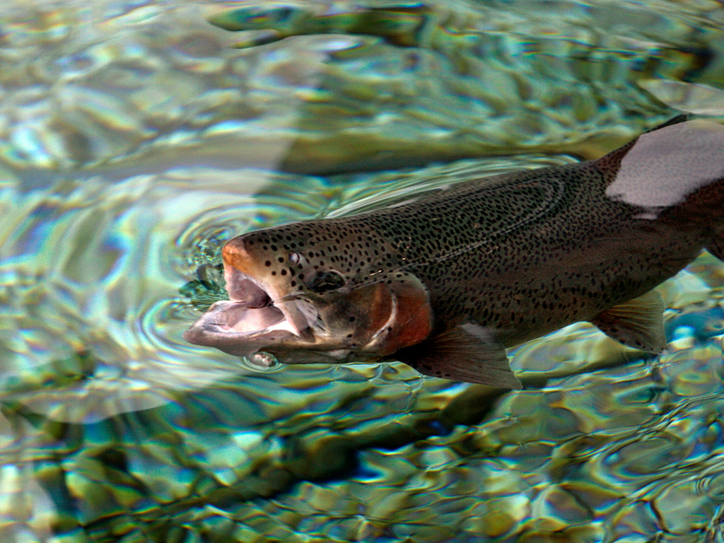 Folsom Lake Black Bass Lead Late Fall Angling Parade